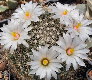 Mammillaria zephyranthoides